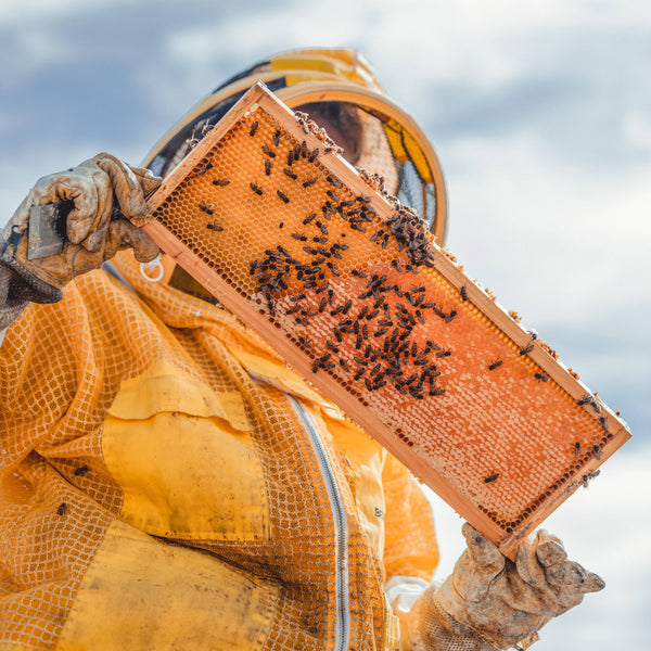 Solid Perfume - Jasmine Nectar -