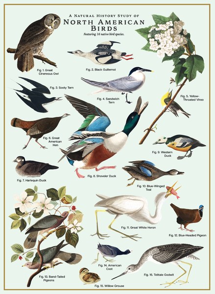 Puzzle, Birds 500 Pc