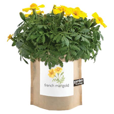 Garden in a Bag, French Marigold