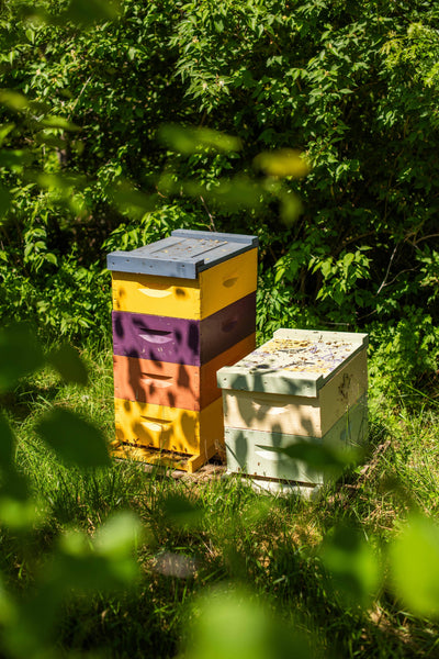 Solid Perfume - Queen Bee -