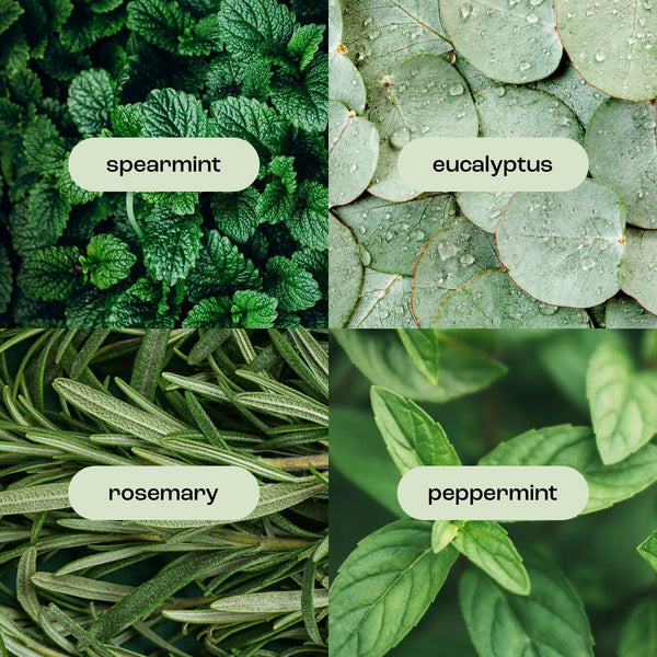 Eucalyptus Rosemary Mint Hand + Body Lotion