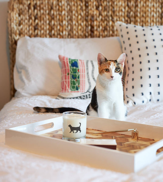 Candle, Cat: Reusable Glass
