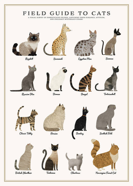 Puzzle, Cats 500 Pc