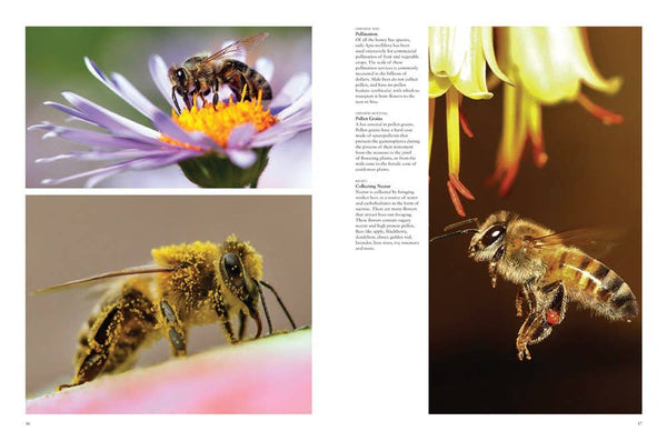 Book, Bees: Heroes of the Garden