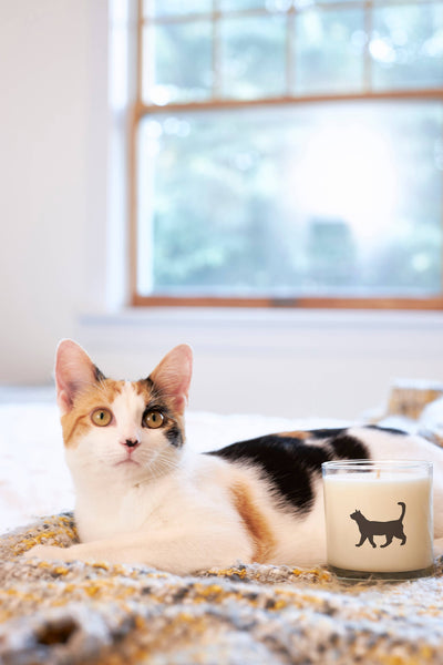 Candle, Cat: Reusable Glass