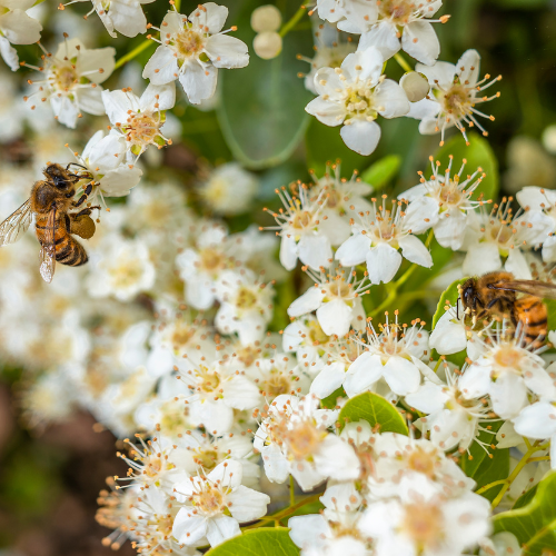 Solid Perfume - Jasmine Nectar -
