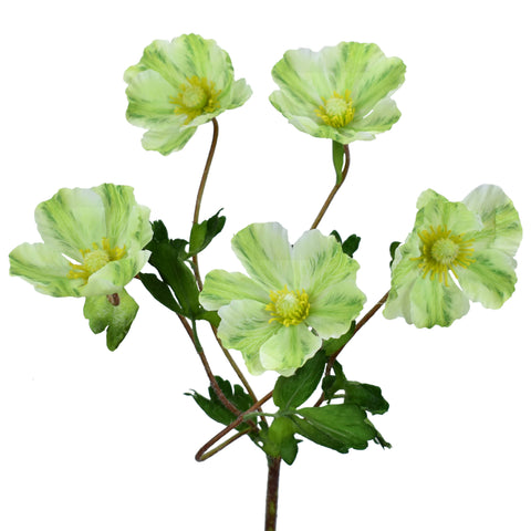 18" Wild Poppy Bush - Green