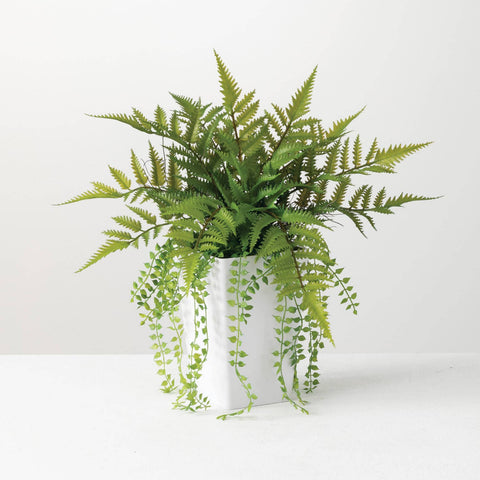 Fern, Potted in White Container